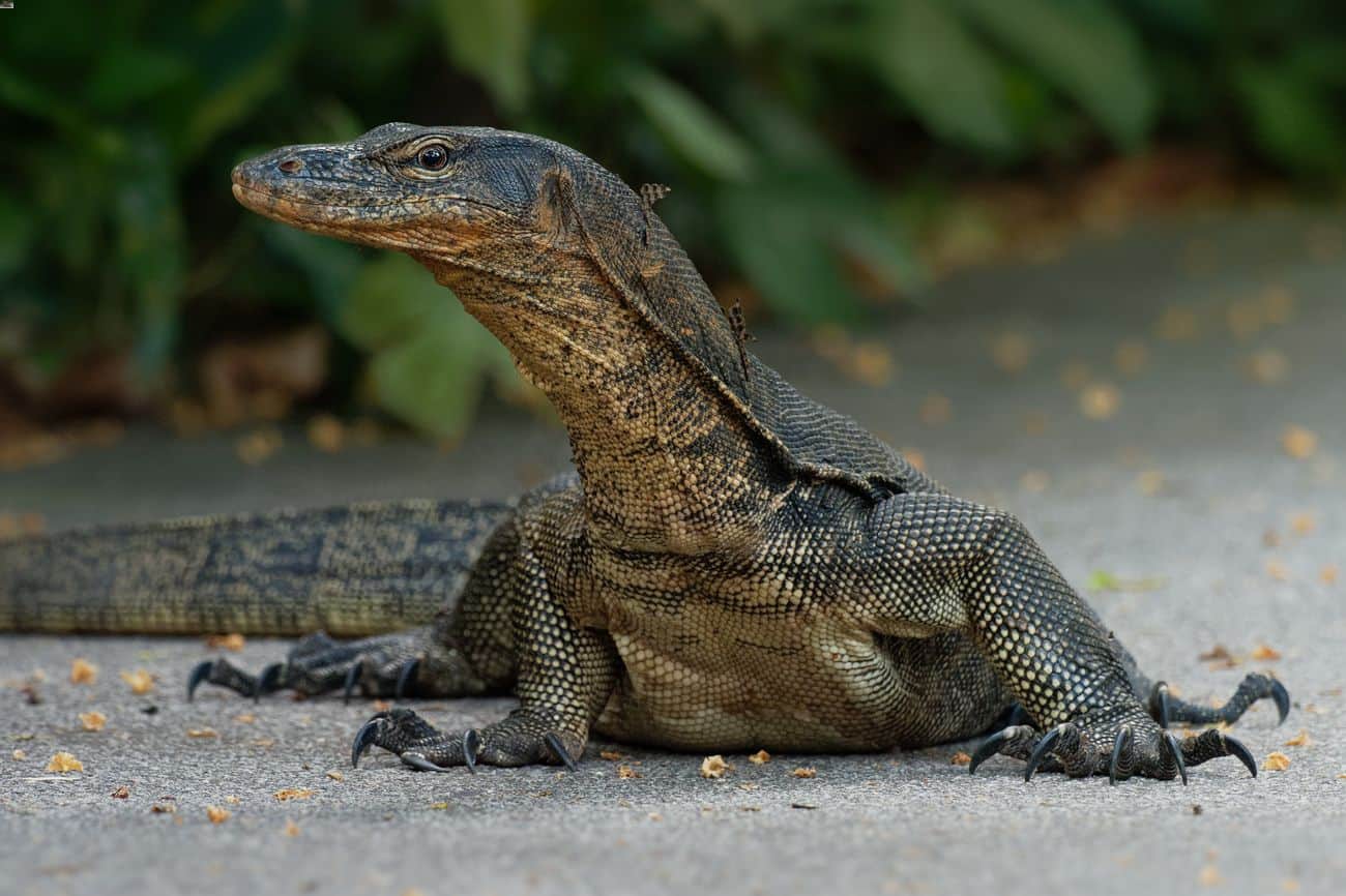 Asian water monitor lizard